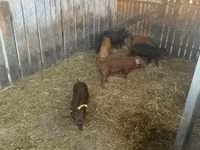 Boar, Мангалица — photo 4