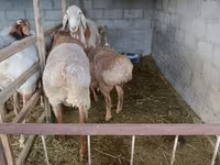 Ovan, Rhon sheep — fotografija 1