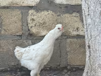 Ameraucana — photo 6