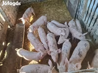 猪（批次，未指定性别）, Pigs — 照片 5