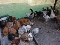 Chickens — الصورة 3