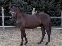 Yegua, Caballos — foto 5