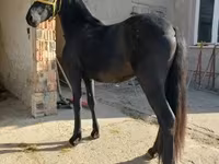 Caballo, Friesian — foto 1