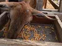 Cabra, Alpine goat — foto 2