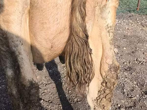 İnək, Swiss cattle