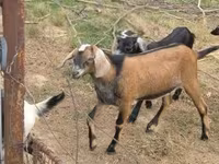 Billy Goat, Nubian Goat — photo 3