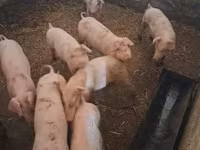 母猪, Pigs — 照片 1