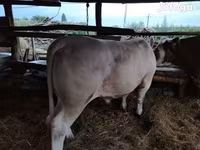 公牛, Limousin cow — 照片 2