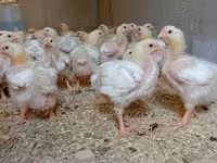 Chickens — zdjęcie 1