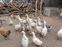 Geese — foto 3