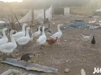 Geese — fotografija 3