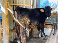 Buqa, Swiss cattle — 1-rasm