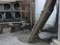 Turkeys — fotografija 1