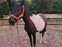 Kobyła, Appaloosa — zdjęcie 3