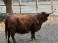 Cow, Highland — photo 3
