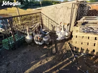 Geese — photo 4