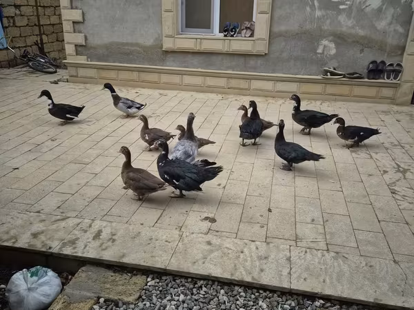Ducks