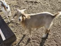 Billy Goat, Goats — photo 1