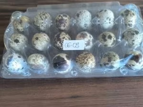 Quails — Hungria