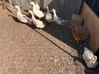 Ducks — zdjęcie 3