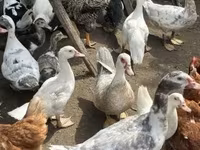Ducks — Foto 4