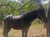 Pastuv, French Trotter — fotografija 3