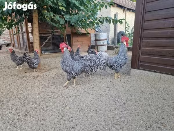 Chickens