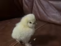 Silkie — zdjęcie 1