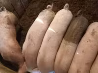 नर सूअर, सूअर — फ़ोटो 3