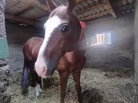 Pastuv, Akhal-Teke — fotografija 4