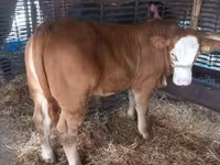 Buqa, Simmental cattle — 2-rasm