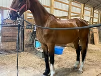 Kobila, Dutch warmblood horse — fotografija 8