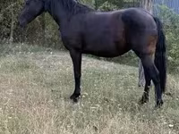 Kobyła, Friesian — zdjęcie 2