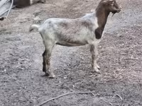 Kozioł, Kozy — zdjęcie 3