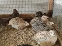 Quails — الصورة 8