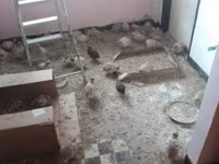 Quails — Foto 3