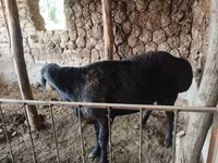 Ram, Edilbay sheep — photo 4