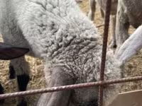 Ram, Tsigai sheep — photo 1