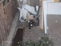 Jarac, Dutch Landrace goats — fotografija 3