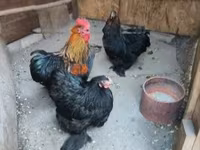 Chickens — zdjęcie 2