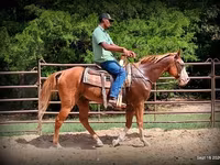 Pastuv, American paint horse — fotografija 4