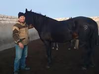 Pastuv, Kushum Horse — fotografija 1