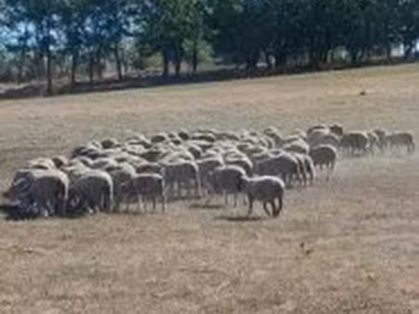 Brebis, White Suffolk sheep — Hongrie
