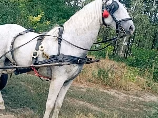 Кінь, Коні