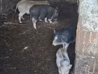 Cerda, Cerdos — foto 2