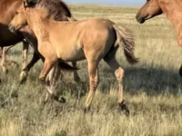 Pastuv, Bashkir horse — fotografija 7
