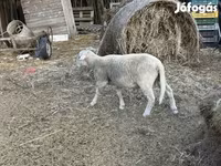 Ram, Merino sheep — photo 3