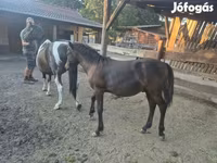 Caballo, Welsh Cob — foto 5
