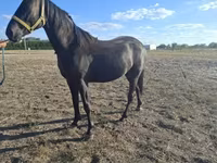 Koń, Nonius horse — zdjęcie 5