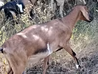 Koza, Nubian Goat — zdjęcie 4